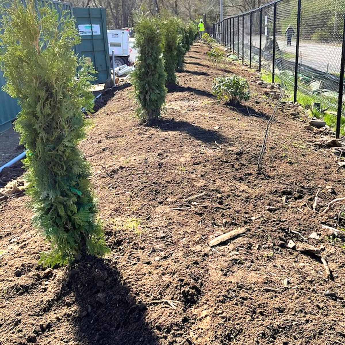 Screening tree installation along a commercial site fence line