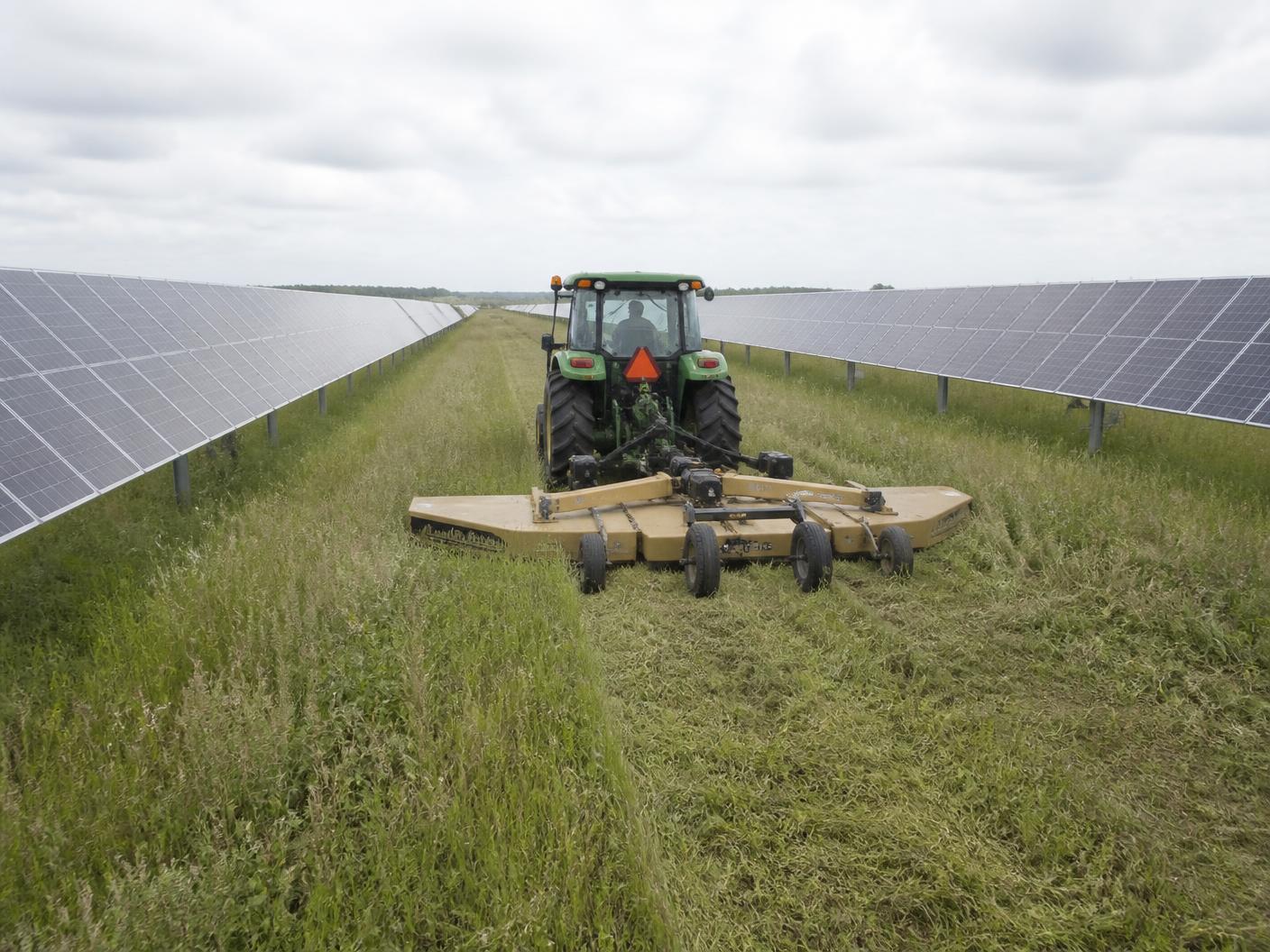 Tractor with a rotary mower cutting vegetation between rows of ground-mounted solar panels