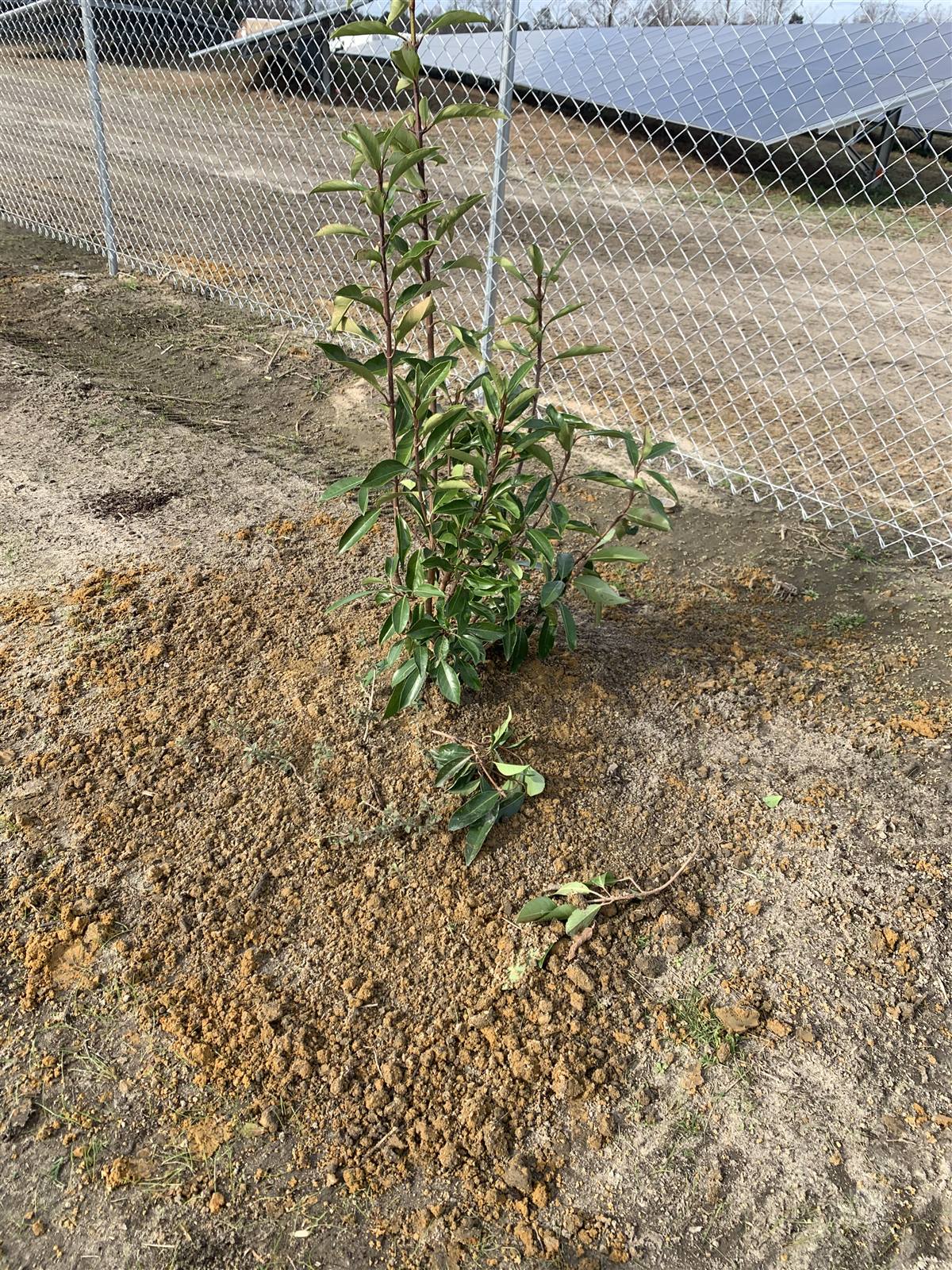 Screening tree planted beside a chain-link fence with a solar array behind